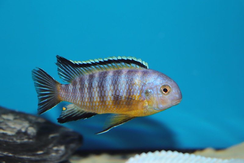 Tropheops gracilior 'Lutara Reef'